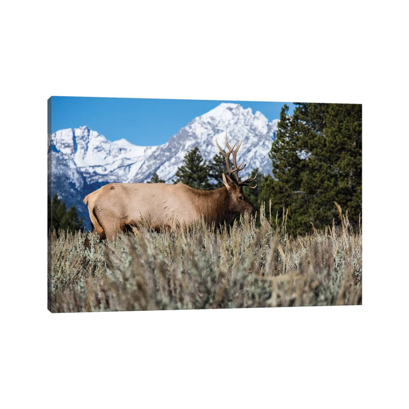 Elk In Field With Mountain Range In The Background, Teton Range, Grand Teton National Park, Wyoming, USA - Wrapped Canvas Print