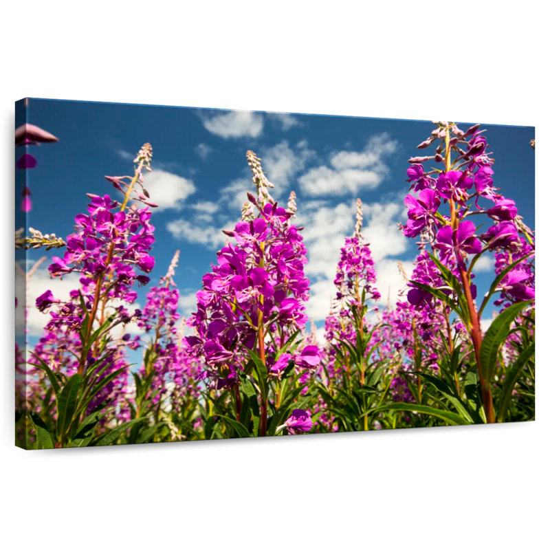 Fireweed Blooms, 8" H x 12" W