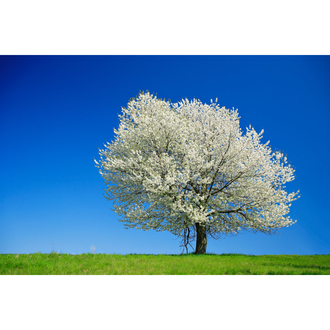 Riesiger blühender Kirschbaum auf einer Wiese in einer Frühlingslandschaft von AVTG - Drucken