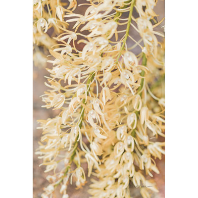 Orchidée