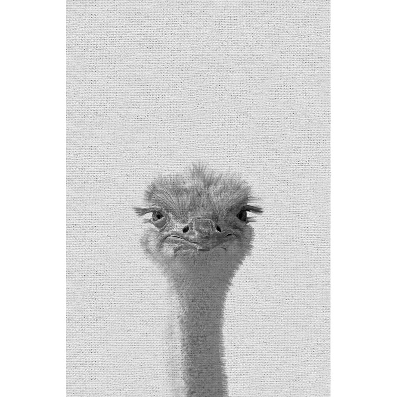 « grumpy autruche », reproduction de photo sur toile tendue, H 12 po x l 8 po x P 1,5 po