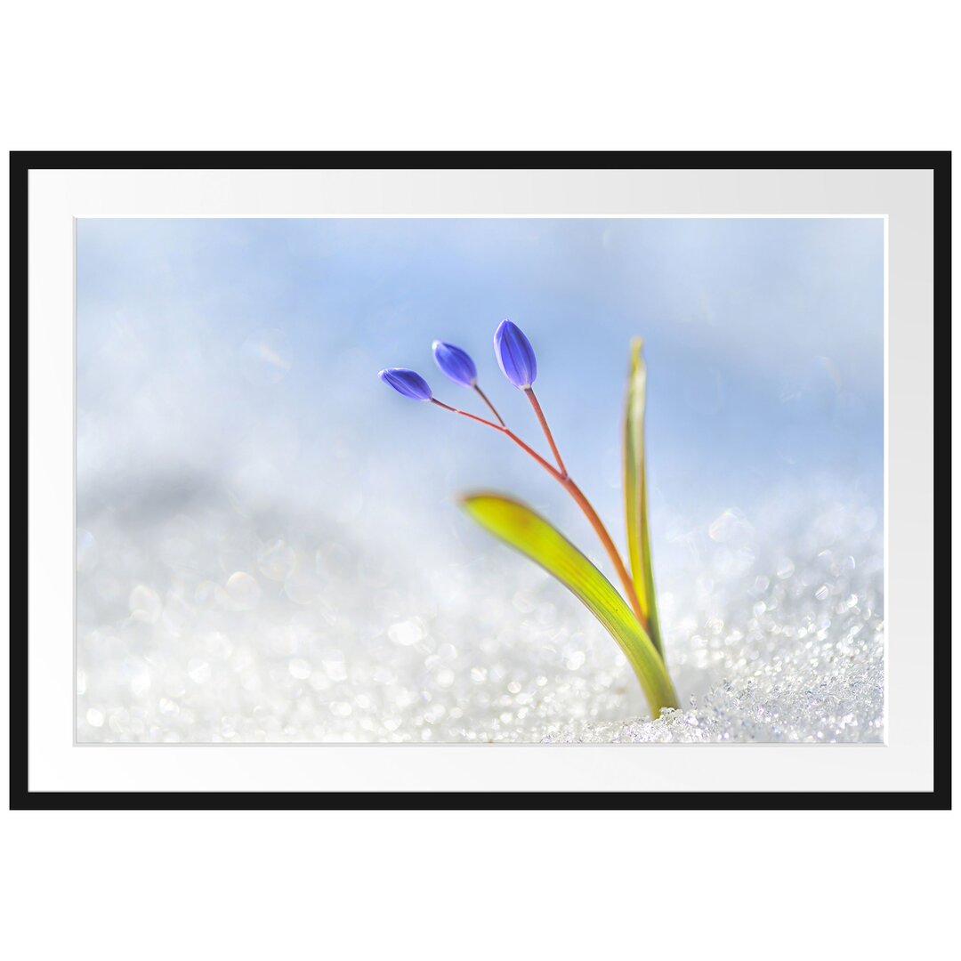 Gerahmtes Poster Blaue Knospen im Schnee