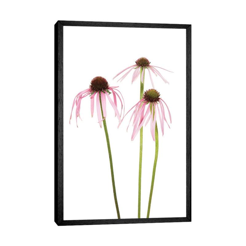 Pale Purple Coneflowers. Marion County, Illinois, USA. 1 Piece Wall Art on Canvas, 66.04 cm H x 45.72 cm W, Black Framed