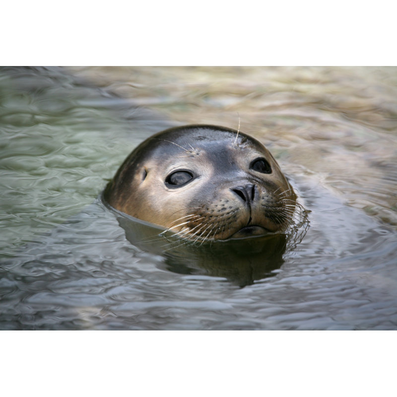Common Seal by Mb-fotos - Wrapped Canvas Print, 30cm H x 46cm W