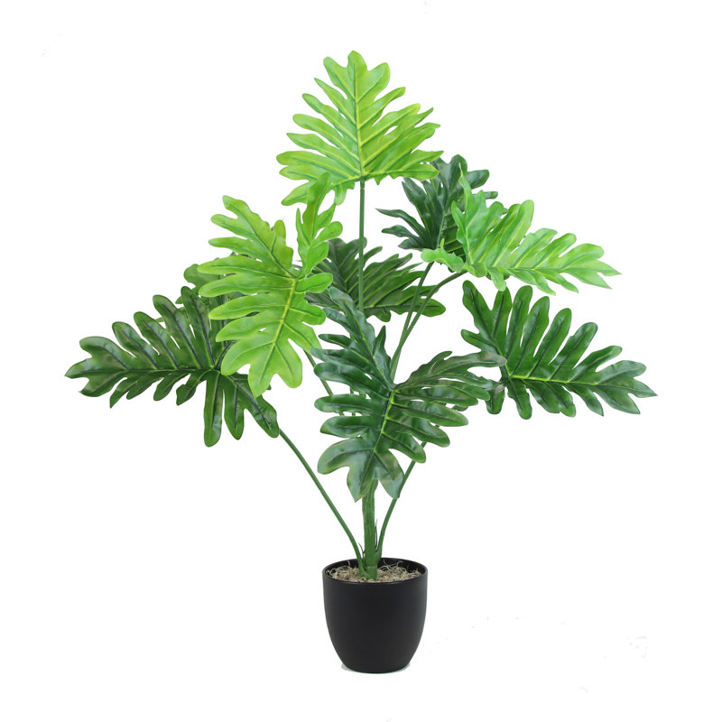 Happy Philo Plant