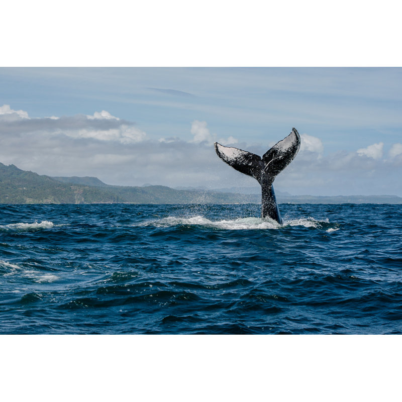 Humpback Whale Tail by Kit Korzun - Wrapped Canvas Print, 61cm H x 91cm W