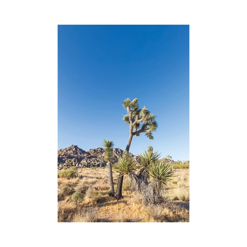 Natural Joshua Tree National Park by Melanie Viola - Wrapped Canvas Print, 20.32 cm H x 30.48 cm W