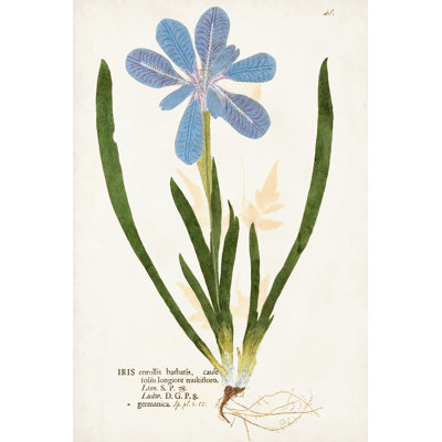 Nature Printed Botanicals XI 1 Piece Wrapped Canvas Wall Art
