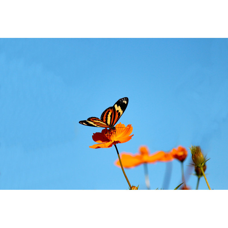 Butterfly Â€“ Rhopalocera - Wrapped Canvas Print, 61cm H x 91cm W x 3.8cm D