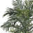  6.5ft. Golden Cane Palm Silk Tree