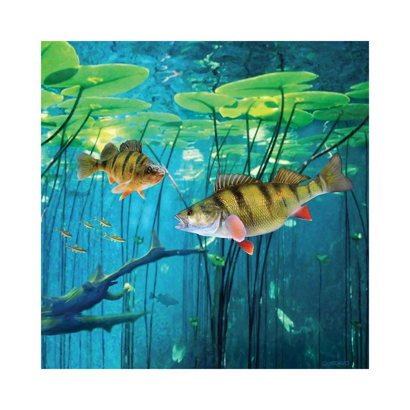 Under The Lily Pads - Wrapped Canvas Print, 30.48 cm H x 30.48 cm W