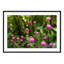Shakespeare Garden Clover - Picture Frame Photograph on Paper -74856052-87886943