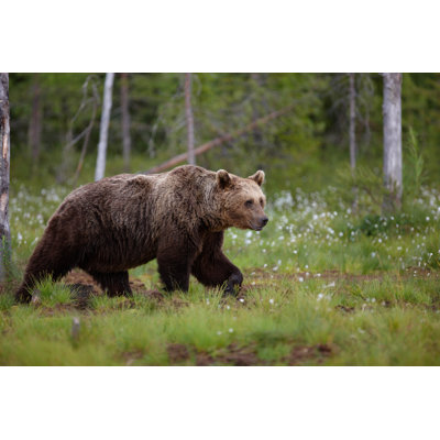Brown Bear by Kaidokarner