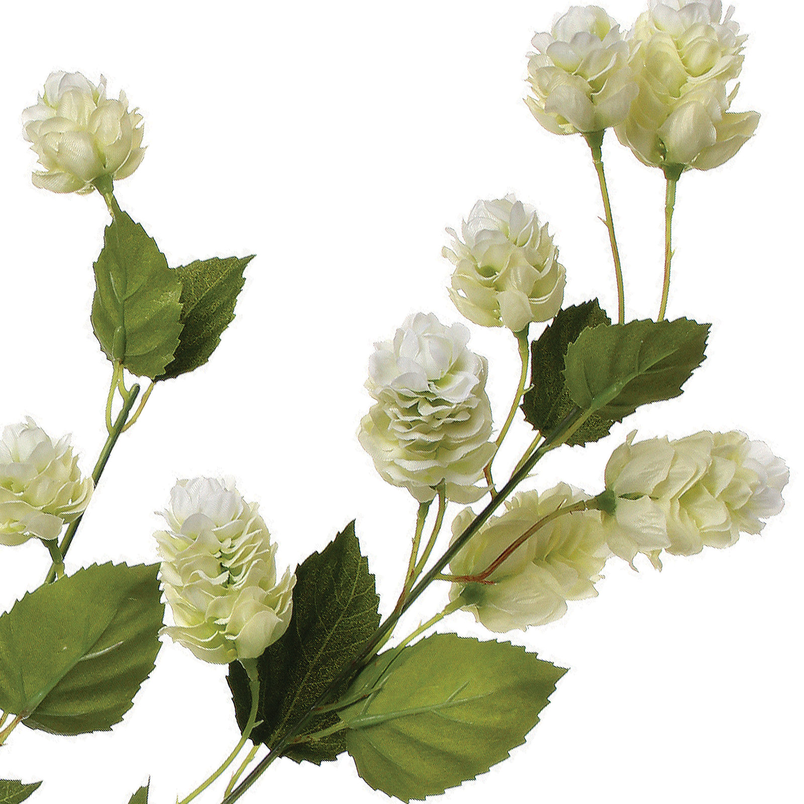 Hops Floral Stems