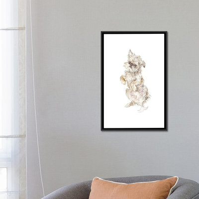 " Brussels Griffon "