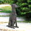 Loyal Greyhound Garden Statue