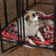 Chenil Uptown Lucky Dog-27270115