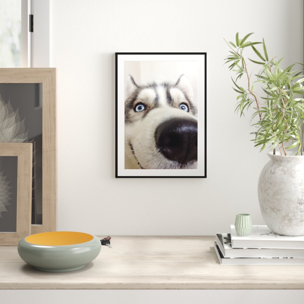 Gerahmtes Poster Glücklicher Husky