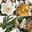 Couronne de porte 21,7 po Magnolia