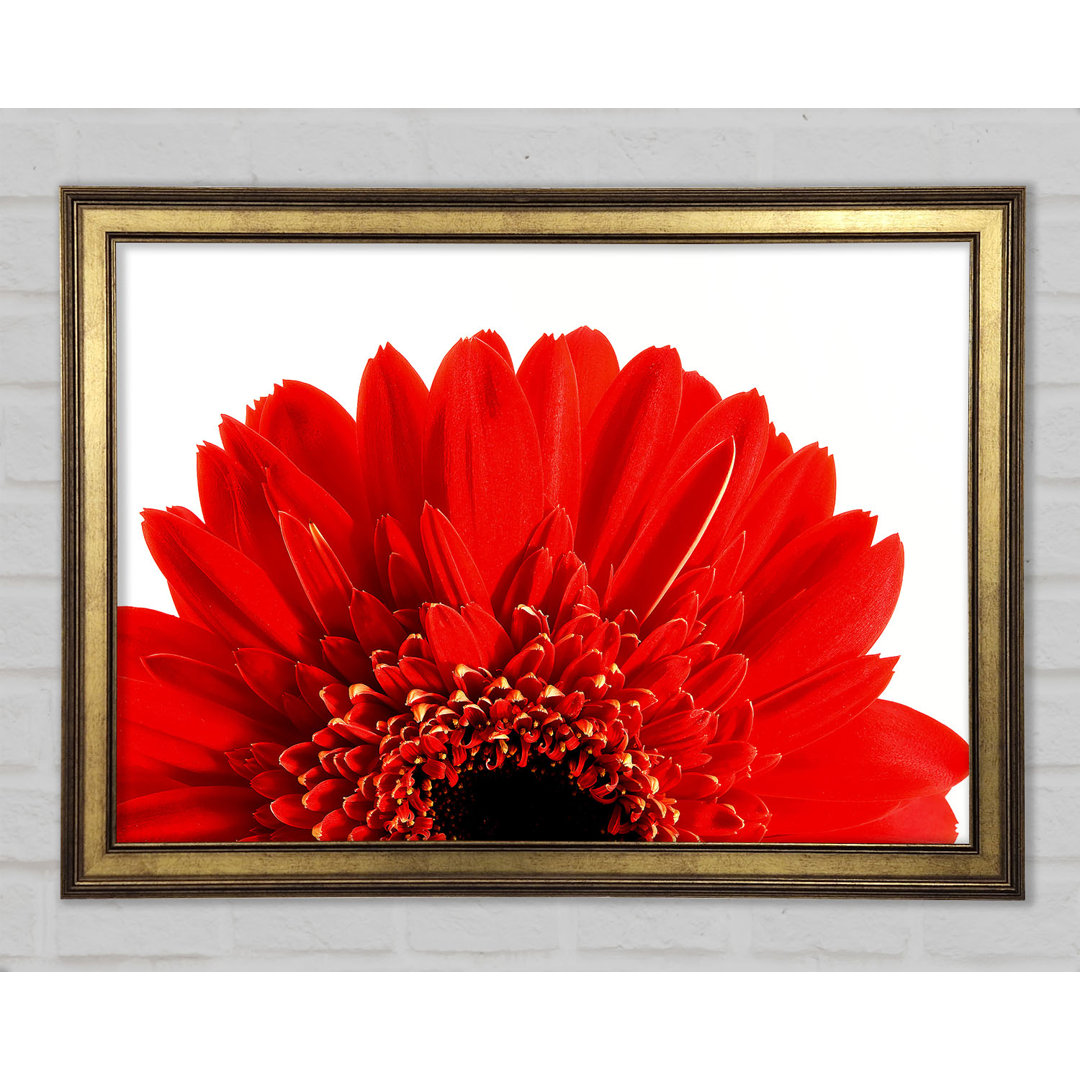 Roter Gerbera Kopf - Druck