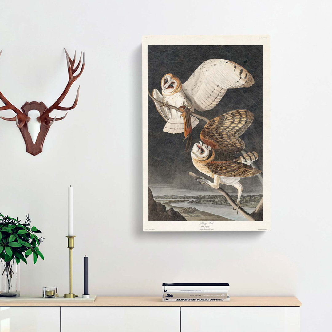 Barn Owls by John James Audubon - Wrapped Canvas