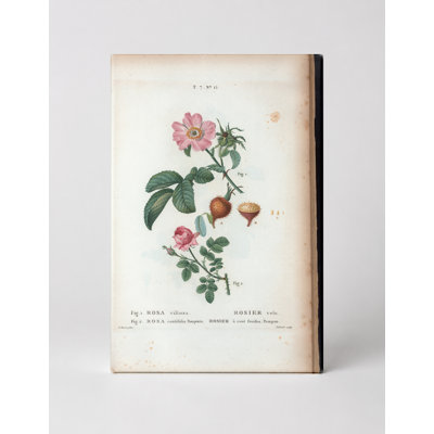 «Rosa Villosa» et «Rosa Centifolia Pomponia», art mural sur toile