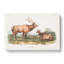 American Elks - Wrapped Canvas-55368572