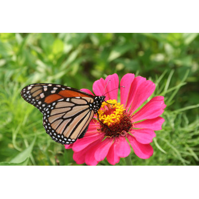 Monarch Butterfly - Wrapped Canvas Print