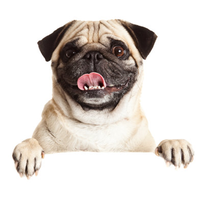 Pug - Wrapped Canvas Print