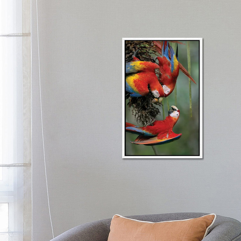 Scarlet Macaw Trio Feeding On Palm Fruits, Costa Rica 1 Piece Wall Art on Canvas, 66.04 cm H x 45.72 cm W, White Framed