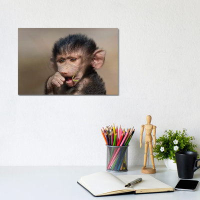Baboon Baby I 1 Piece Wrapped Canvas Wall Art