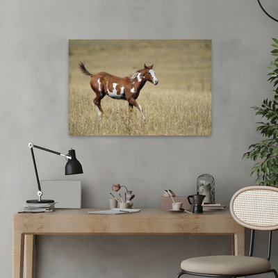 Young Horse Running In Mountain Meadow Autumn Colour San Juan Mountains Colorado USA by Green Earth Collection - Wrapped Canvas Print