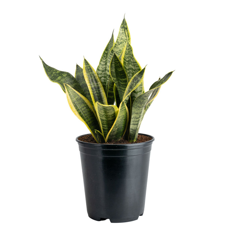 Live Snake Plant in Nursery Pot, 1, 14" H x 7" W x 7" D