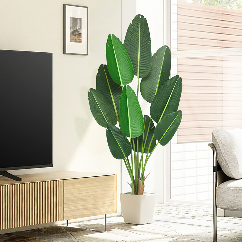 Plante de 19,7 po