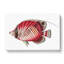 Butterflyfish by George Shaw - Wrapped Canvas Painting-55304427