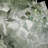 Landscape & Nature Crystal
