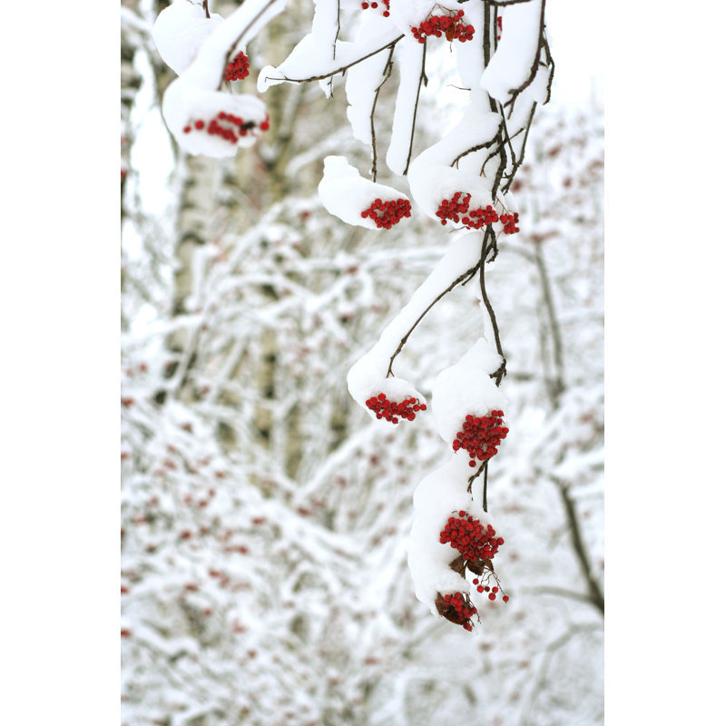 Rowanberry enneigé par Vnosokin, H 36 po x l 24 po