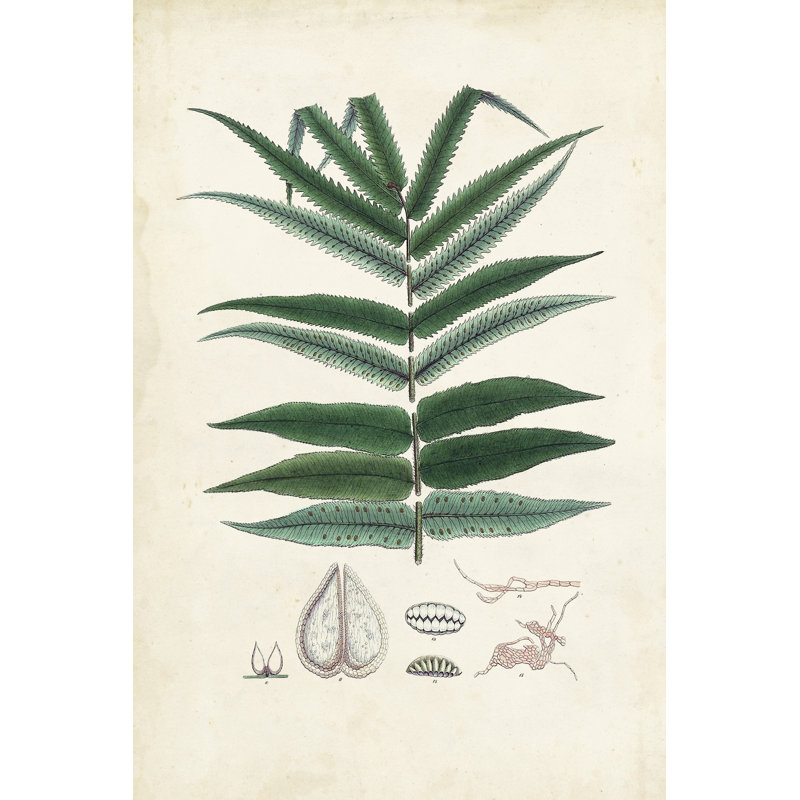 Collected Ferns IX - Wrapped Canvas Painting, 46cm H x 30cm W