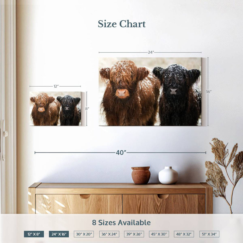 Brampt Hairy Highland Cows, H 16 po x l 24 po