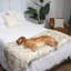 Couverture de lit imperméable Pupprotector-40873318-40873319