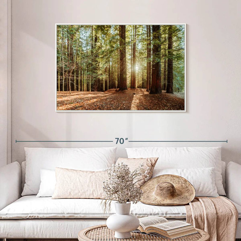 Redwood With Sun Rays, Floating Frame White, 43" X 29"
