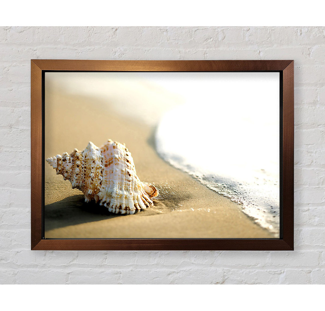 Gerahmtes Leinwandbild Whelk Shell On The Beach 2