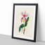 Illustration of a Pink Cattleya Orchid - Picture Frame Painting Print-55579422-55579424