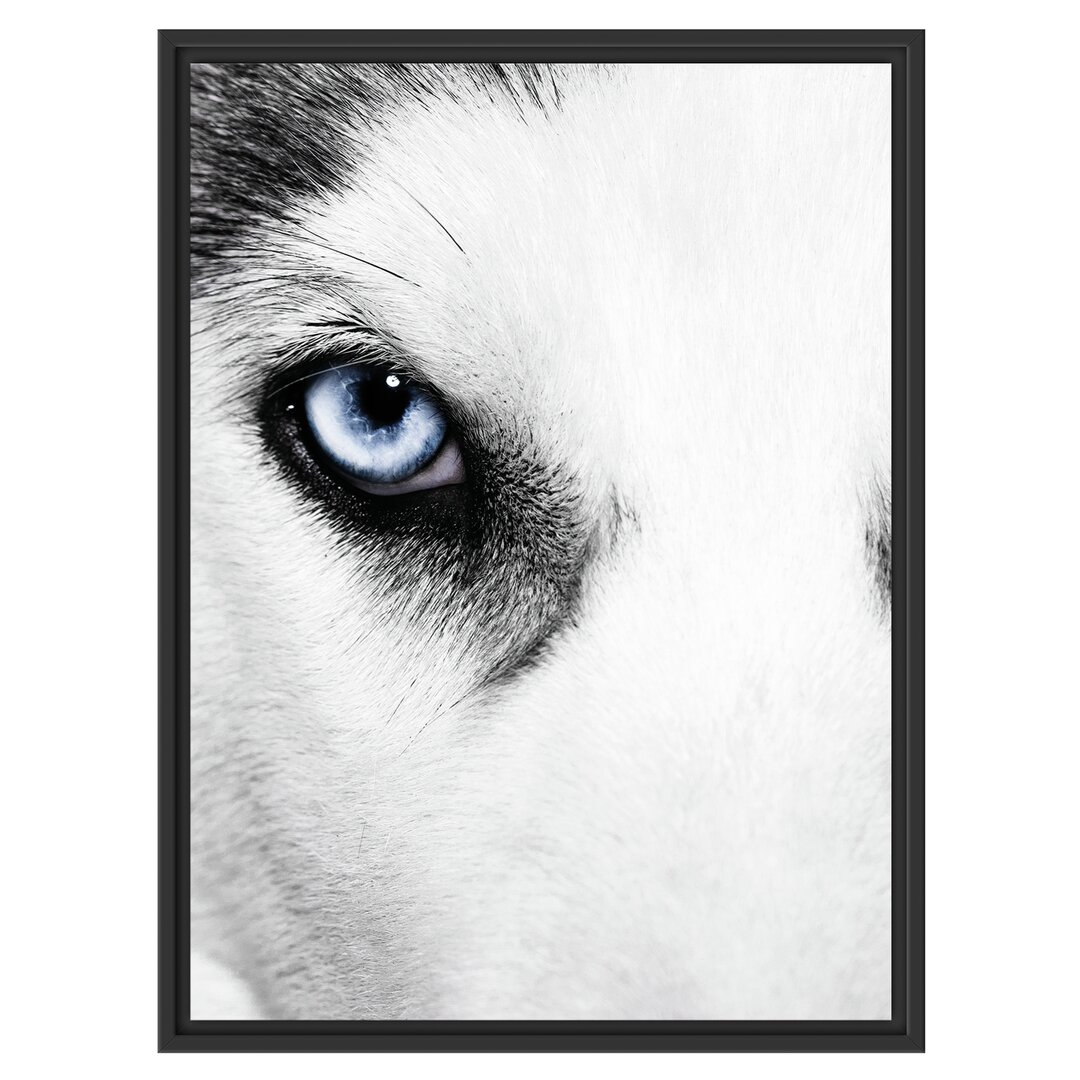 Gerahmtes Wandbild Husky mit Eisblauen Augen