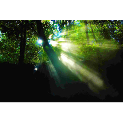 " Light Through The Trees "