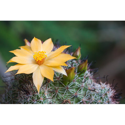 Cactus Flowers - Wrapped Canvas Print