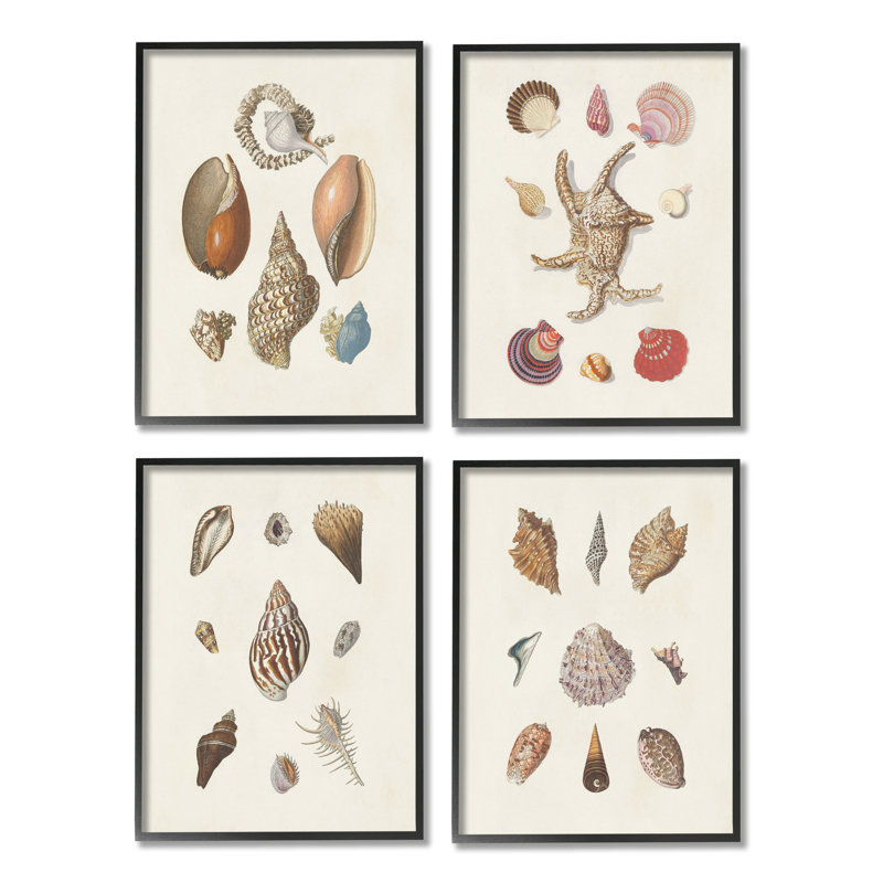 " Seashell Aquatic Life Latin Studies Detailed Beach Nature " by Knorr 4 - Pieces, Black, 14" H x 11" W x 1.5" D