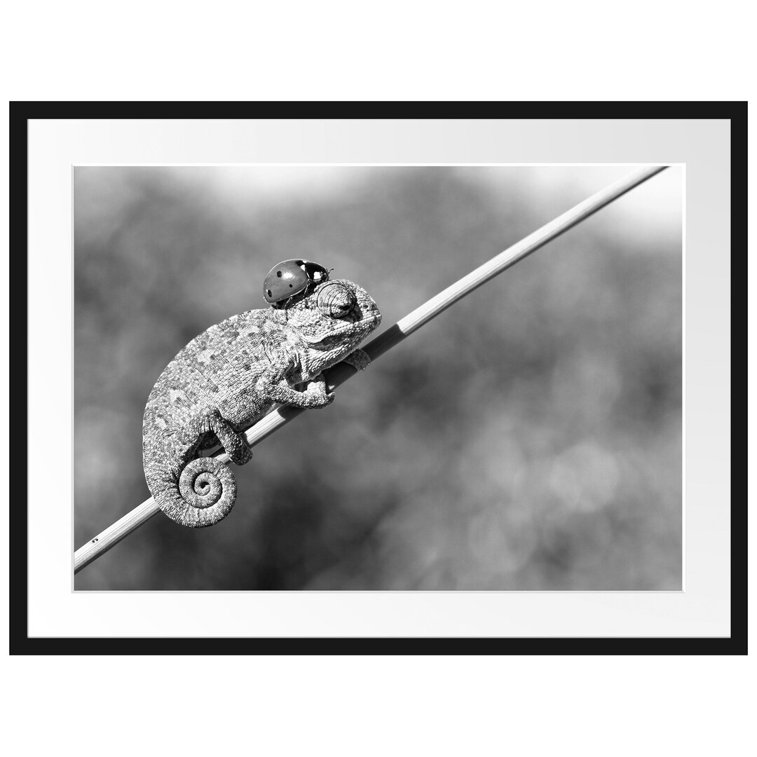 Gerahmtes Poster Gecko mit einem Marienkäfer