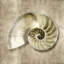 « golden sea life iv », impression sur toile-20923917