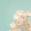 Jet de fleurs de cerisier-1013363944